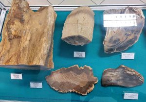 Kilka okazów geologicznych